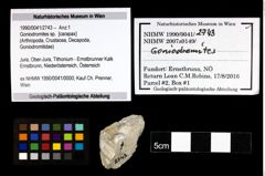 Foto (Objekt + Etiketten) von Goniodromites sp. 